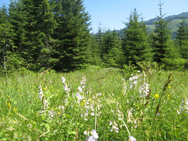 Eine grüne Waldlichtung mit weiß blühenden Wiesenblumen im Vordergrund und einem dichten Nadelwald im Hintergrund.