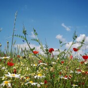 JA der Bundesländer zum Nature Restoration Law gefordert