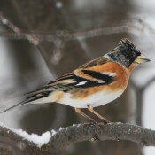 Stunde der Wintervögel: Jede:r kann mitmachen! 