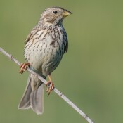 Grauammer: Brachen weg, Vogel weg?!