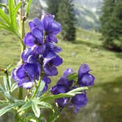 Fachtagung: Nature Restoration Law. Warum? Wofür? Wogegen?
