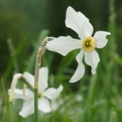 Petition: Kein Gas aus Molln!