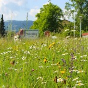 Blühen&Summen in der Steiermark – mitmachen! 