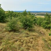 Workshop rund um den Trockenrasen