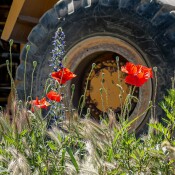 Weniger Biodiversität, weniger Nährstoffe