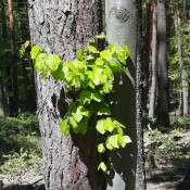 Konsumdialoge zum Thema „Wald & Holz“ 