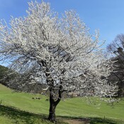 Fotowettbewerb: Streuobst in Österreich 