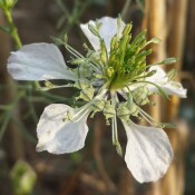 Blume des Jahres: Acker-Schwarzkümmel