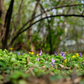 Einladung: Biodiversität im Wald