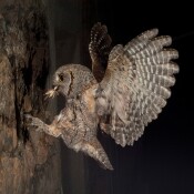 Naturvermittlung in der Nacht