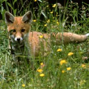 Der Rotfuchs ist Tier des Jahres 2025