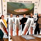 Petition zur Rettung des Huchens
