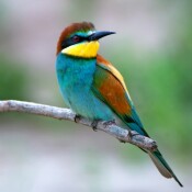 Wie viele Vogelarten brüten hierzulande? 