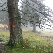 Podcast: Unser Wald in der Klimakrise