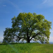 Baum des Jahres 2024 gekürt
