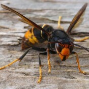 Online-Meldeplattform für Asiatische Hornisse