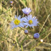 Gesunde Natur für Klima & Biodiversität