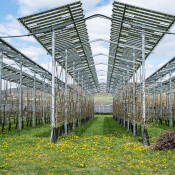 Äpfel unter Strom