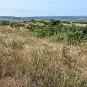 Beweidung der Trockenrasen im Nordburgenland