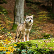 Schutzstatus Wolf
