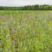 Nachlese: ÖPUL-Maßnahmen als Chance für die Biodiversität