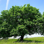 Die Mehlbeere ist Baum des Jahres 2025