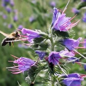 Internationaler Tag der Biodiversität