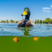 Neptun Staatspreis für Wasser: Jetzt abstimmen!