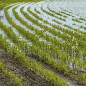 Gewässerschutz in der Landwirtschaft