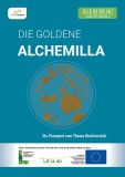 Die Goldene Alchemilla