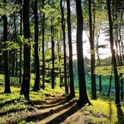 Waldforum zum European Green Deal