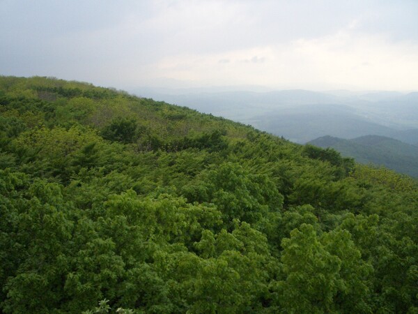 Blick über eine weite, grüne Waldlandschaft in der Wienerwald-Thermenregion unter einem hellen, bewölkten Himmel.