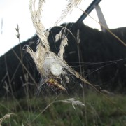 Nest für Babyspinnen