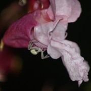 Perfektes Versteck