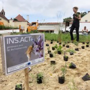 INS.ACT - gemeinsam aktiv für die Insektenvielfalt! (c) Nicolas Schossleitner