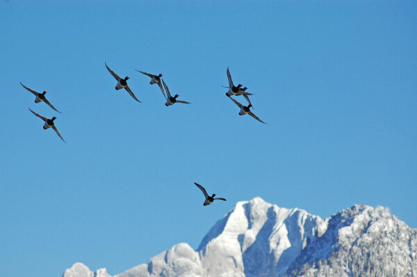 Eine Gruppe von Vögeln fliegt vor einer schneebedeckten Bergkulisse in den klaren blauen Himmel.