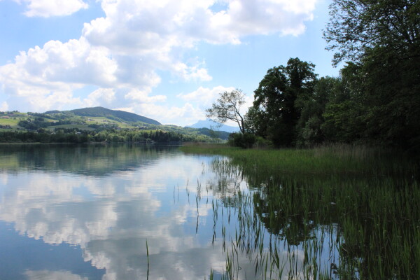 Blick über den ruhigen Irrsee in Oberösterreich mit Spiegelung der Wolken, Schilfbewuchs am Ufer und bewaldeten Hügeln im Hintergrund.